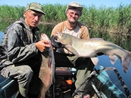 Амуры пойманные на камыш