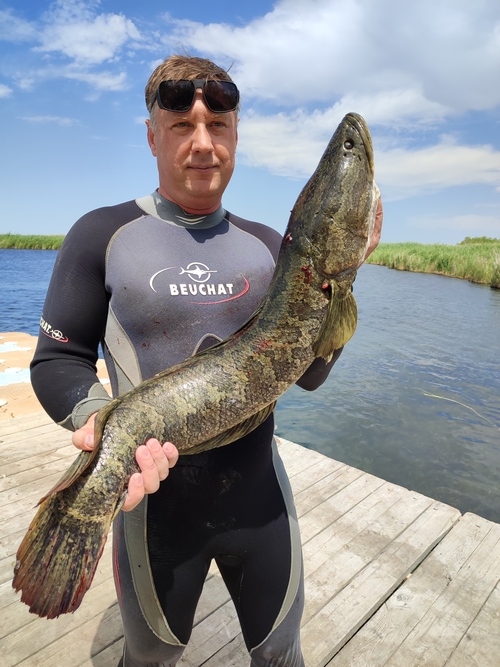 Змееголов июнь 2022