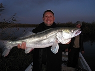 Гость с Украины. Судак 6 кг