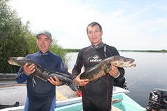 Змееголовы подросли