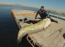 сом 75 кг Малышев Роман