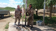 Июньский клёв сома!